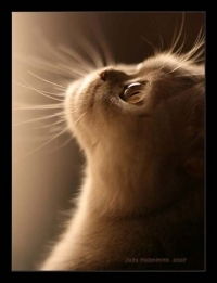 Галина Беляева