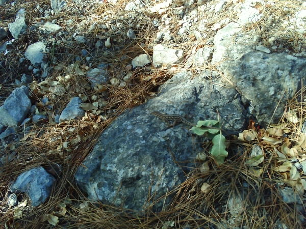 Иван Иванов