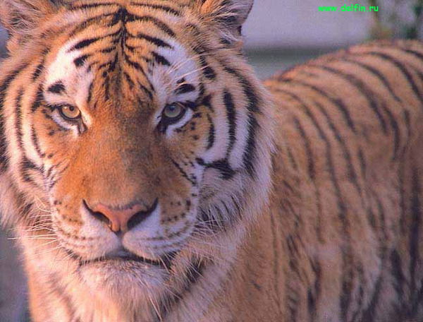 Виталий Романчугов