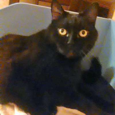 Влад Литвинович