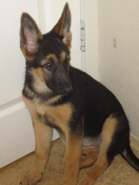 Анастасия Никитенко