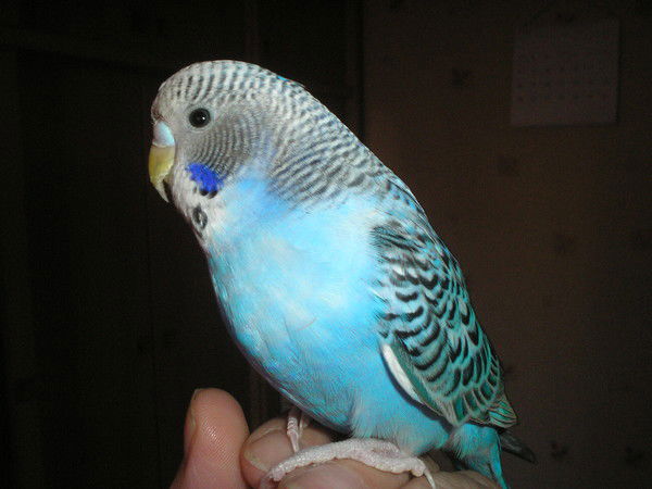 Любовь Рогозина