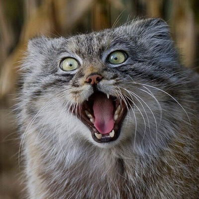 Александр Курочкин