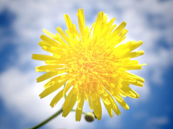 Татьяна Бодягина