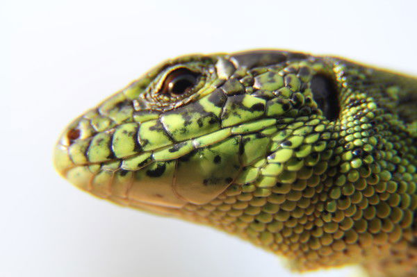 Александр Мельник