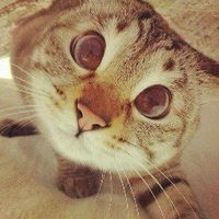 Александра Пошелюк