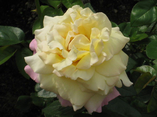 Людмила Сафина