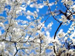 Нина Абдрашитова