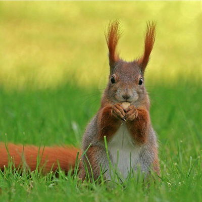 Лера Тоньшева