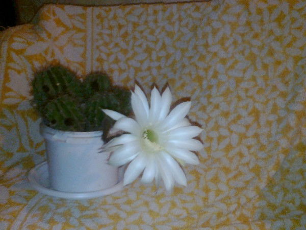 Анна Старостина