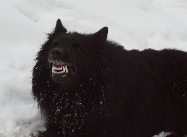 Максим Крылов