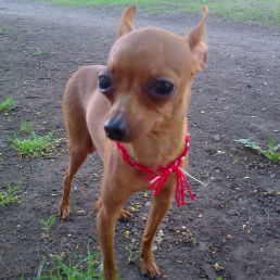 Светлана Гринчак