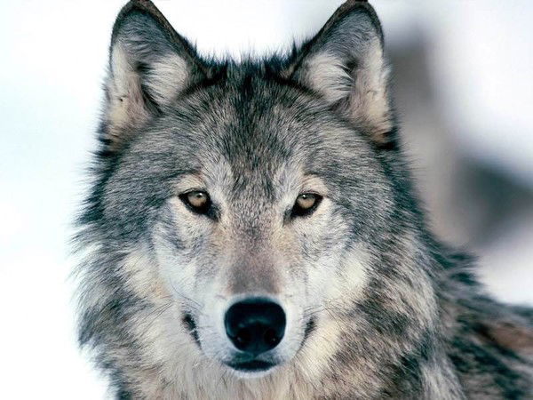 Виктория Русначенко