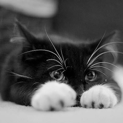 Диана Левичева