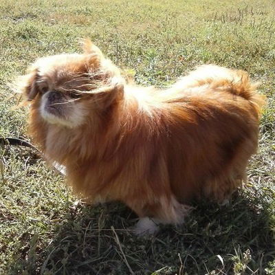 Елена Сафонова