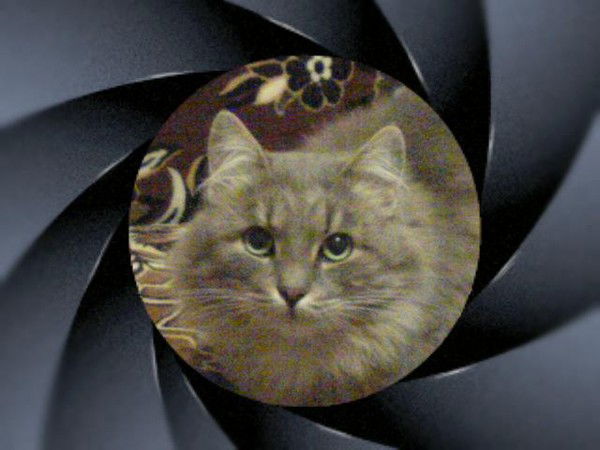 Владимир Боцман