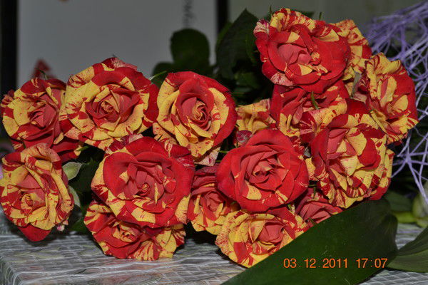 Гельнас Салина