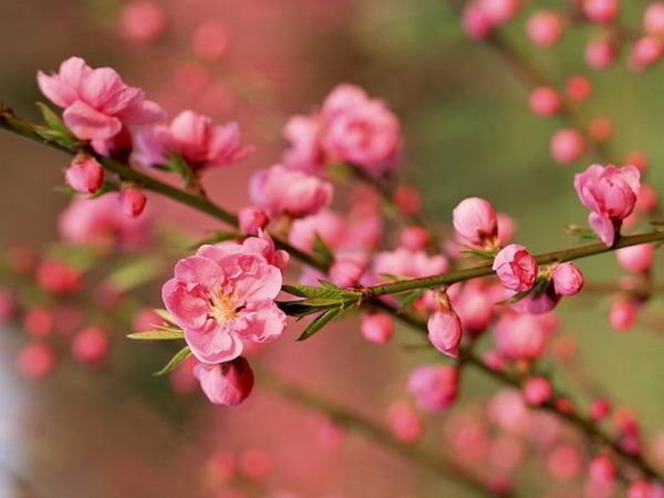 Анна Худякова