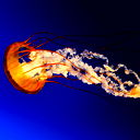 Игнат Сошус