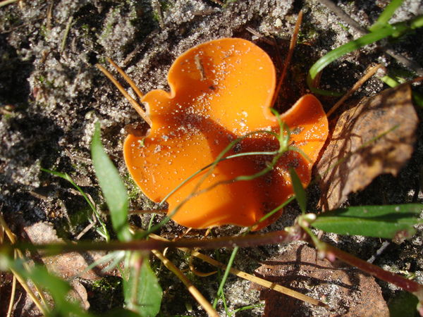 Евгения Николаева