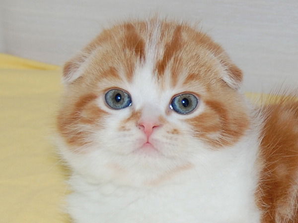 Александра В