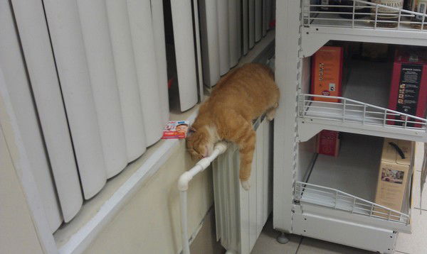 Данчик Ермаковский