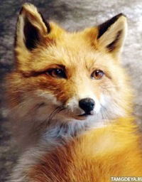 Макс Одегнал