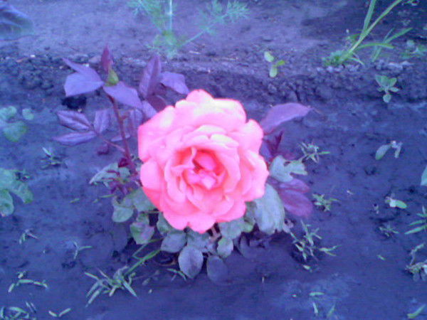 Маргарита Танкина