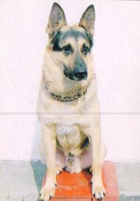 Алексей Волчек