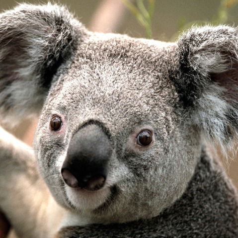 Ак Жол Секьюрити Ускаменогорск