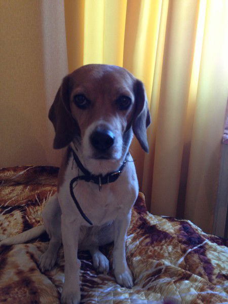 Konstantin Schertenkov