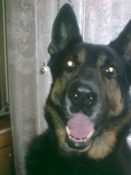 Константин Шаргар