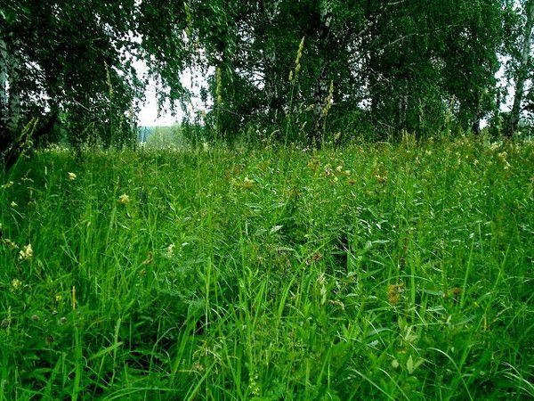 Надежда Богданова