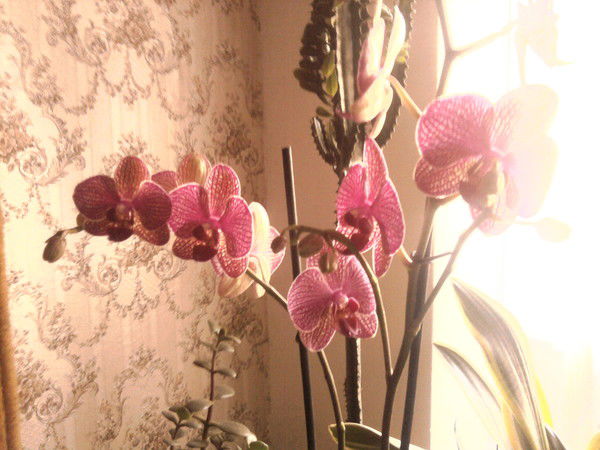 Наталия Вахоцкая