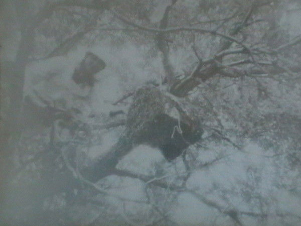 Нурик Пчеловодов