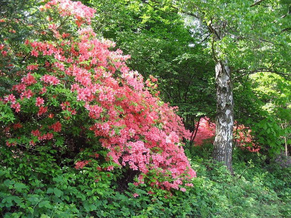 Вика Галицкая