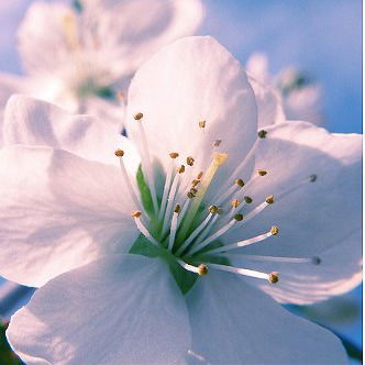 Инна Гриненко