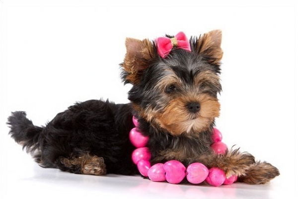 Вампир))* Привет