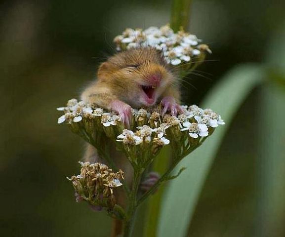 Инна Туркова