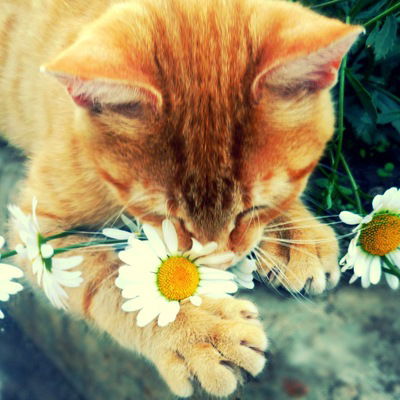 Чулпан Бикмухаметова