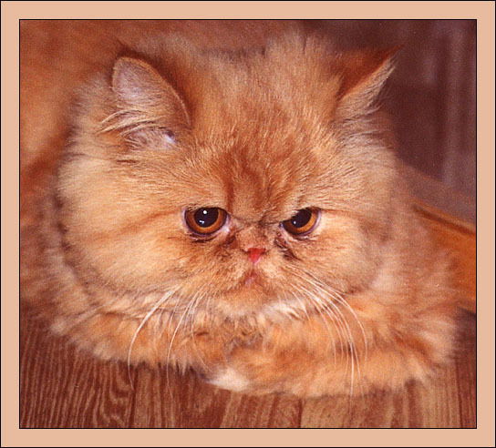 Елена Маховикова