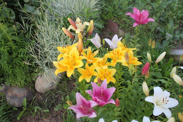 Эльвира Григорьева