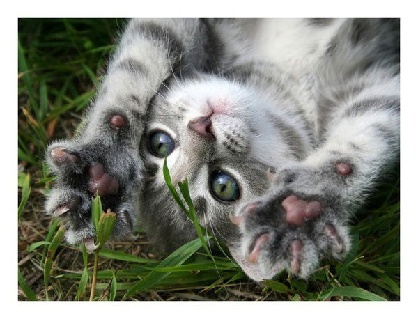 Мария Орловская