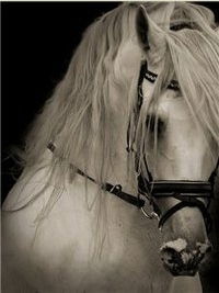 Елена Коновалова