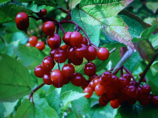 Роберт Хазиев