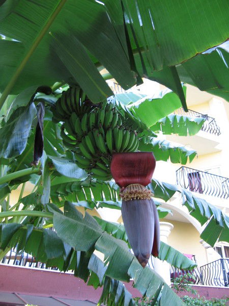 Елена Крячко