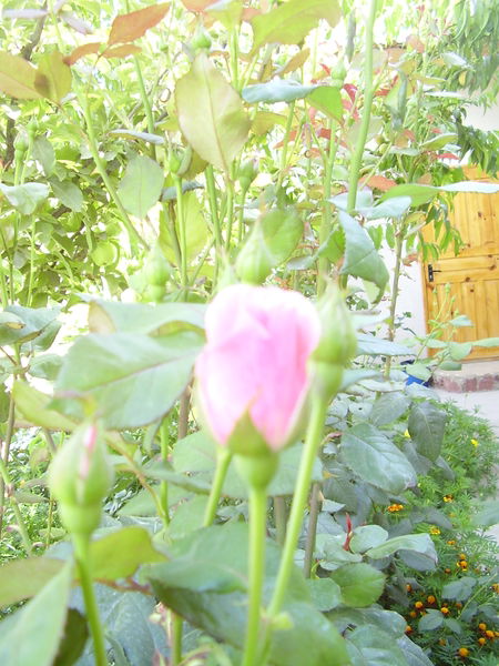 Натали Титова