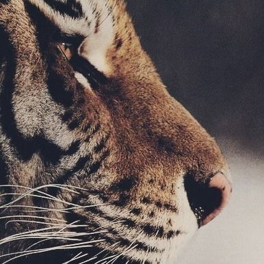 Владимир Нестеров