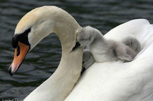 Тома Трофименко