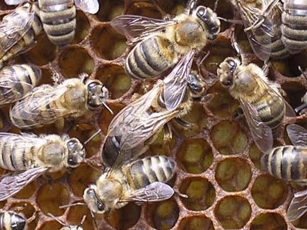 Александр Маэстро